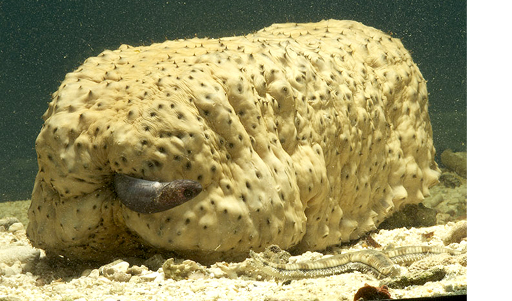 Pretty Pearlfish