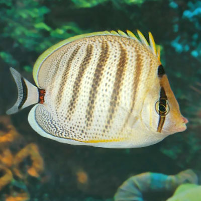 Pretty Pebbled butterflyfish