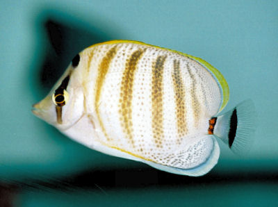 Pretty Pebbled butterflyfish