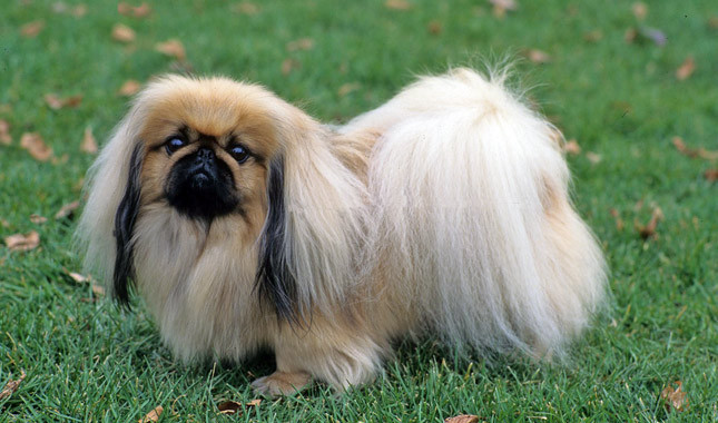 Nice Pekingese - Dog Breed