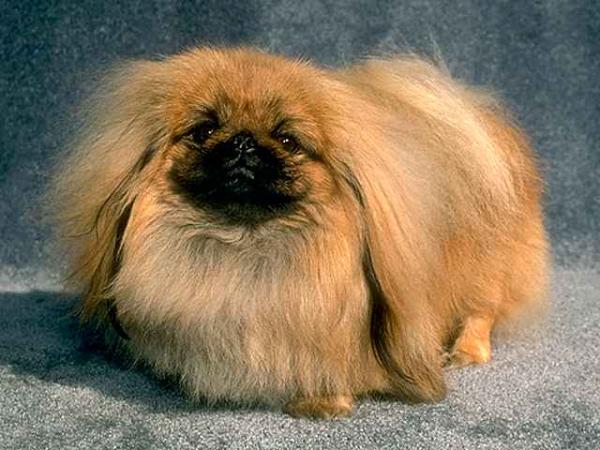 Cool Pekingese - Dog Breed
