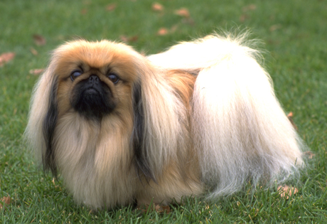 Pretty Pekingese - Dog Breed
