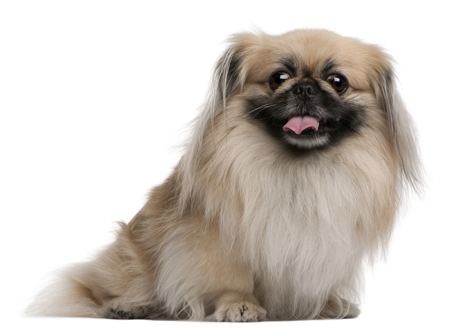 Cute Pekingese - Dog Breed