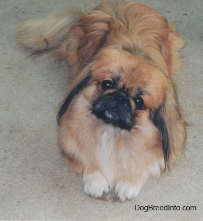 Wallpaper Pekingese - Dog Breed