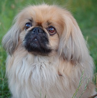Photo Pekingese - Dog Breed