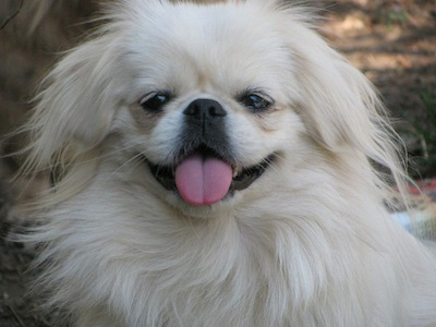 Pekingese - Dog Breed photo 