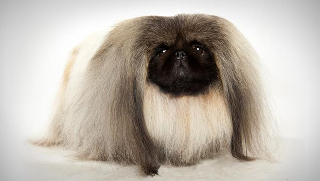 Pekingese - Dog Breed wallpaper