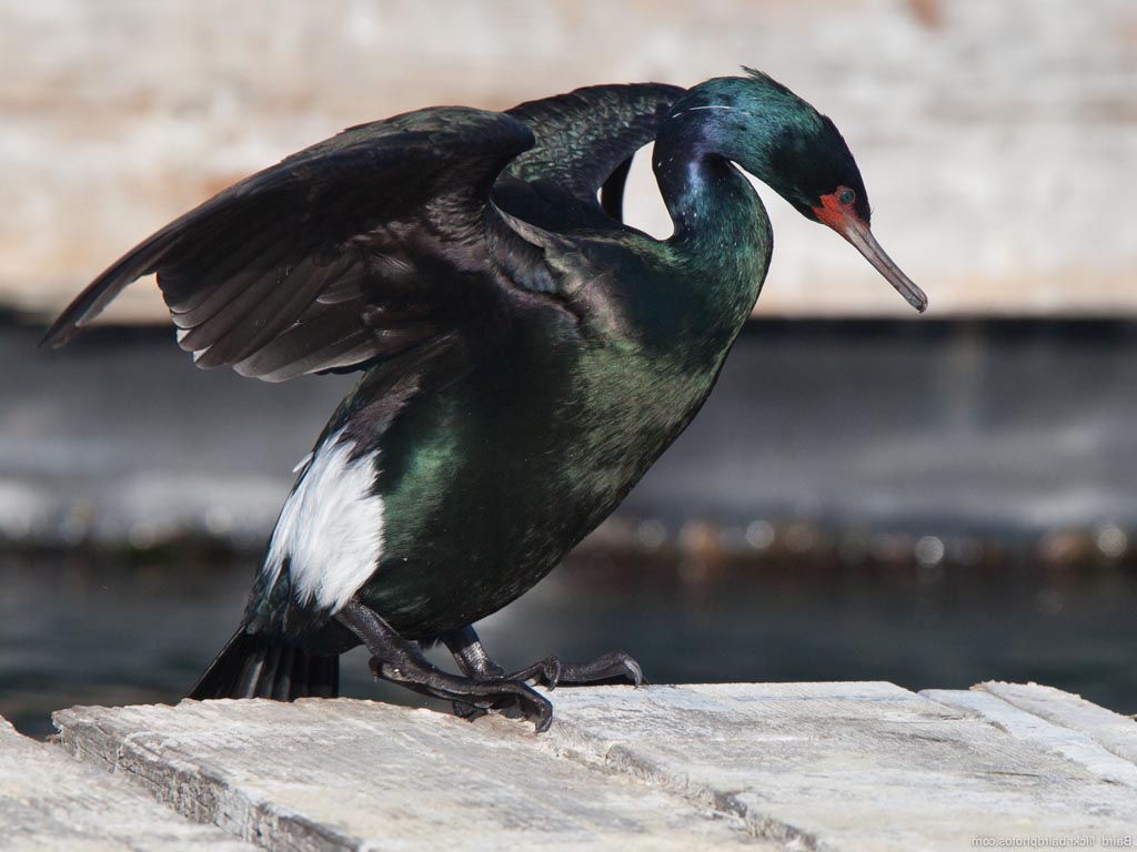 Pretty Pelagic cormorant