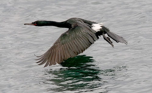 Pretty Pelagic cormorant