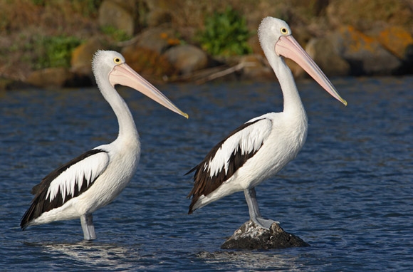 Cool Pelican
