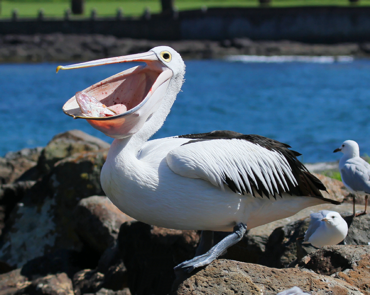 Pretty Pelican