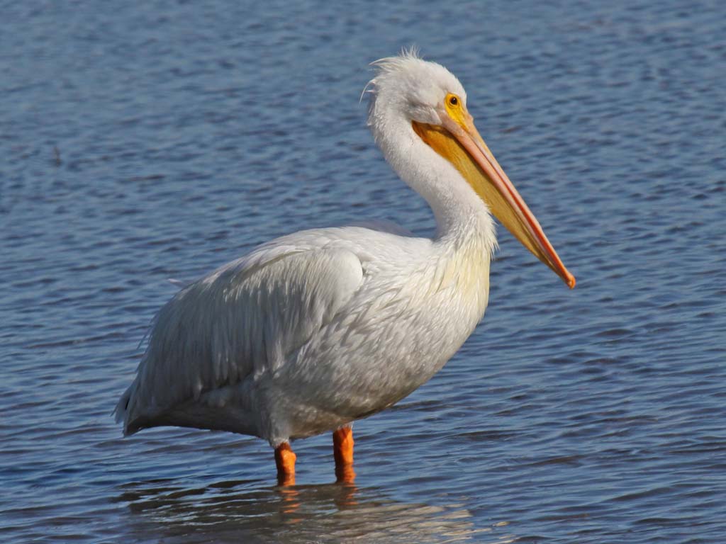 Wallpaper Pelican