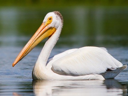 Pelican wallpaper