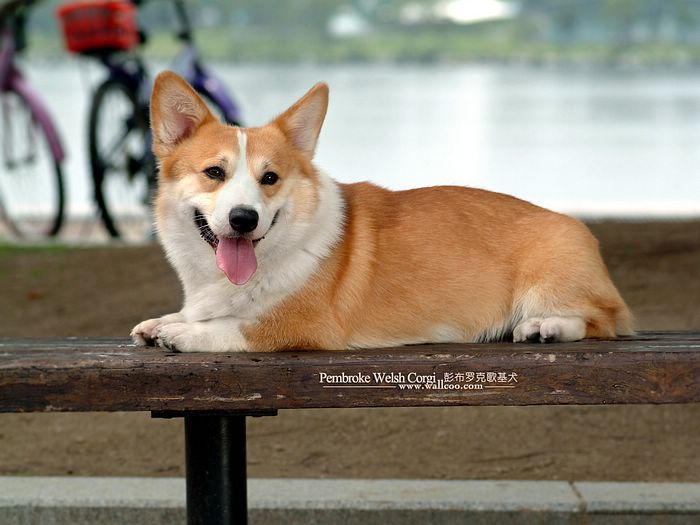 Pembroke Welsh Corgi - Dog Breed