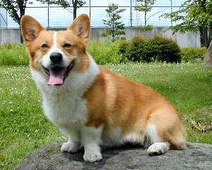 Nice Pembroke Welsh Corgi - Dog Breed