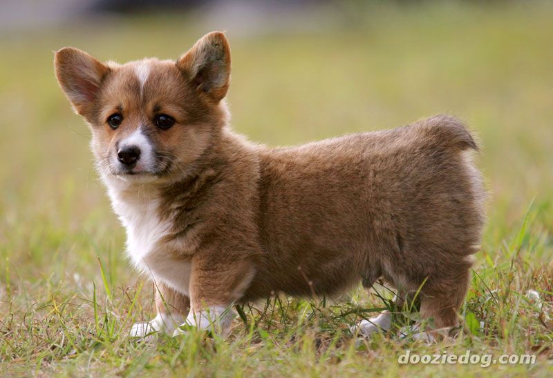 Pretty Pembroke Welsh Corgi - Dog Breed