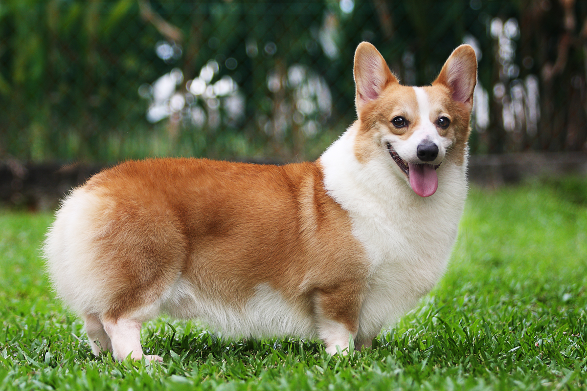 Wallpaper Pembroke Welsh Corgi - Dog Breed