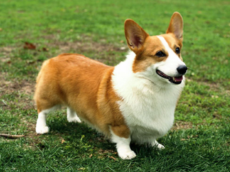 Photo Pembroke Welsh Corgi - Dog Breed