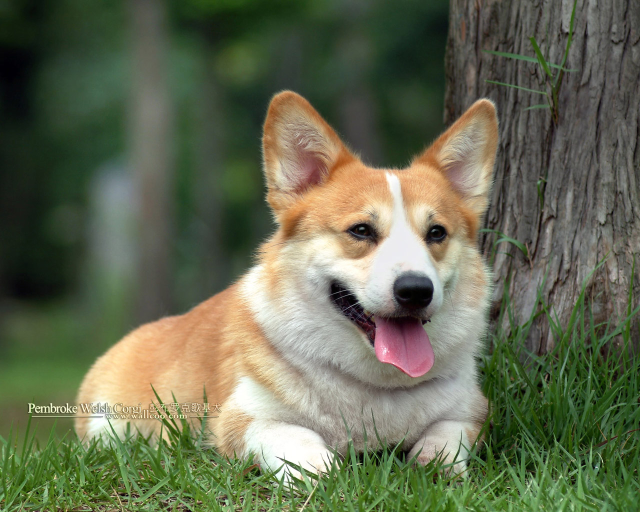 Pembroke Welsh Corgi - Dog Breed wallpaper
