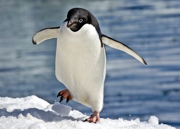 Penguin