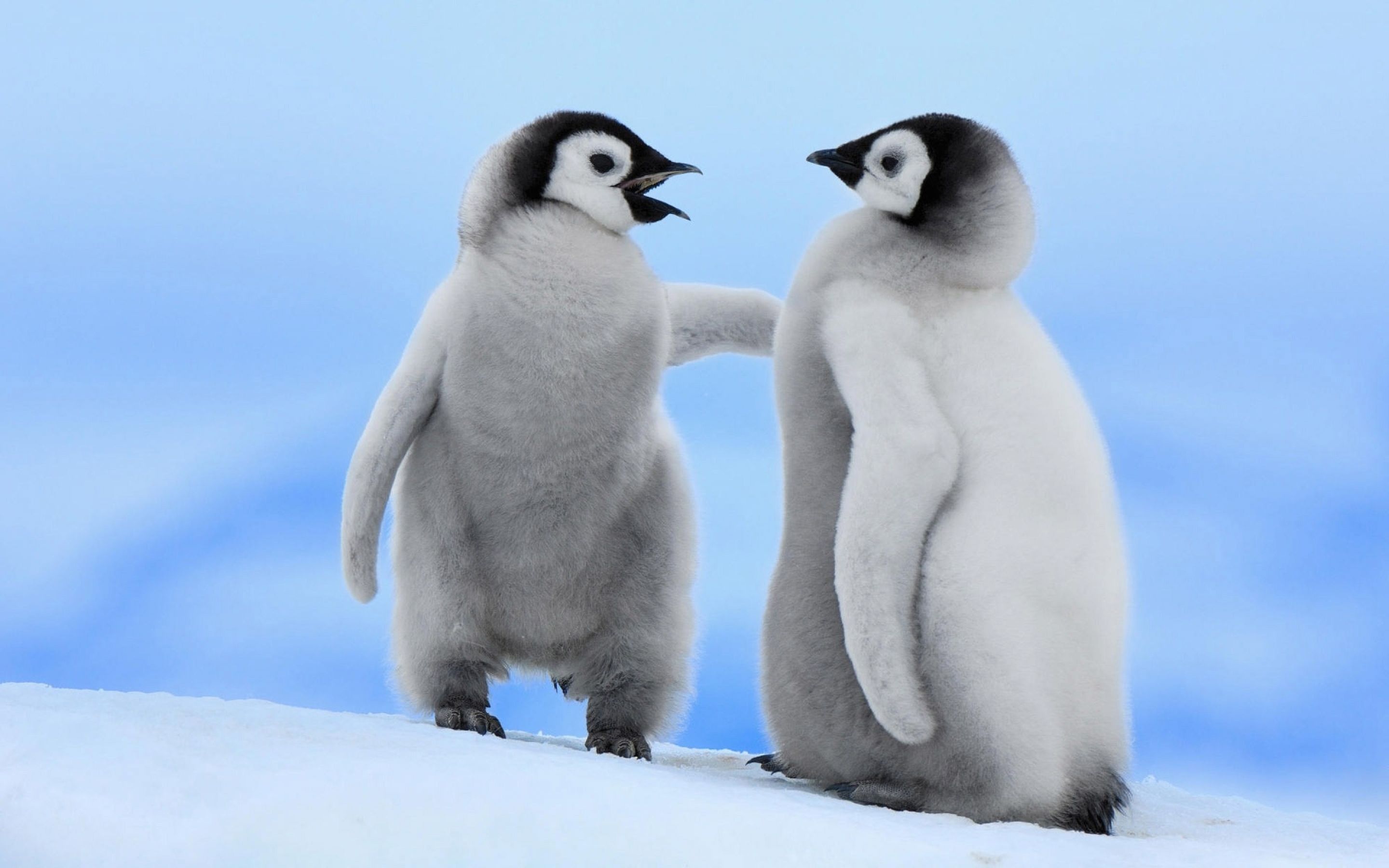 Nice Penguin