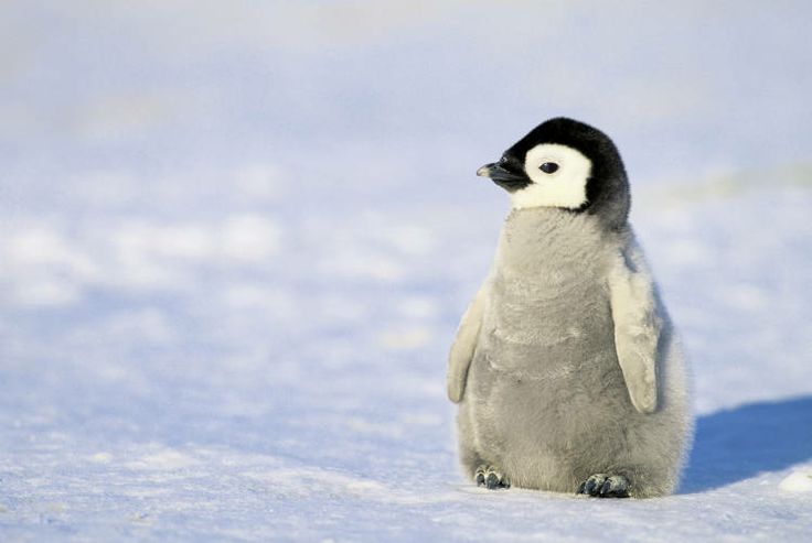 Cute Penguin