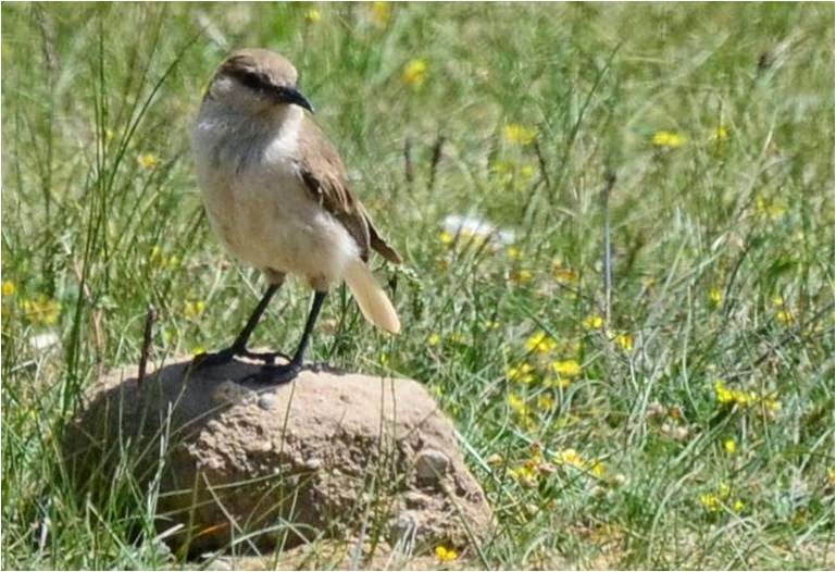 Pretty Pere David’s ground sparrow