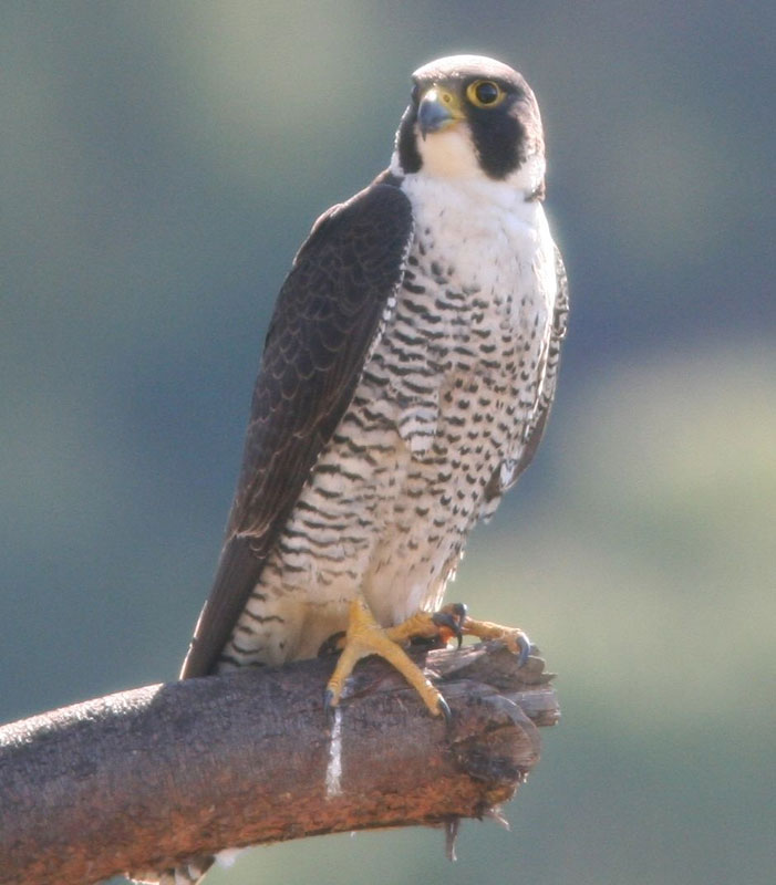 Peregrine falcon