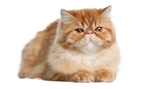 Pretty Persian - Cat Breed