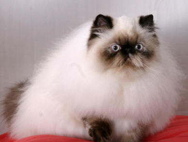 Persian - Cat Breed wallpaper