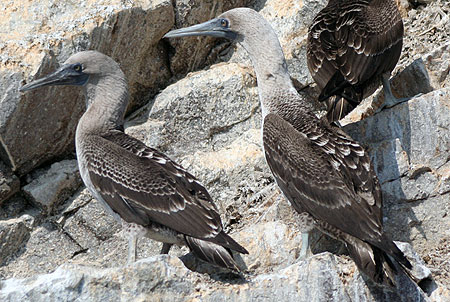 Pretty Peruvian booby