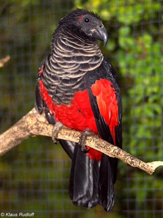 Pesquet’s parrot