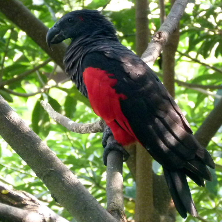 Pretty Pesquet’s parrot