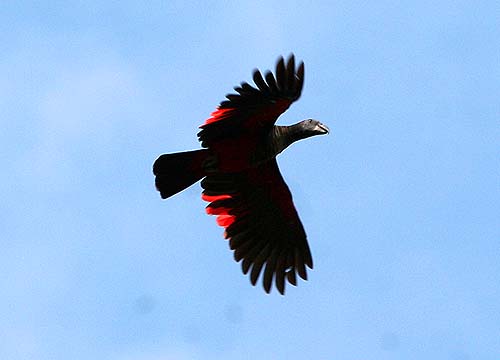 Pretty Pesquet’s parrot