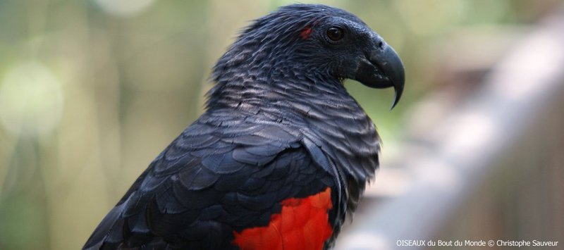 Pretty Pesquet’s parrot