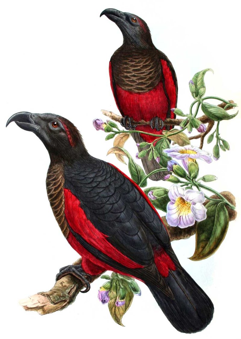 Pretty Pesquet’s parrot