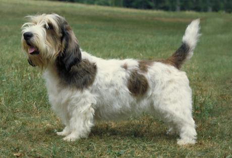 Nice Petit Basset Griffon Vendeen - Dog Breed