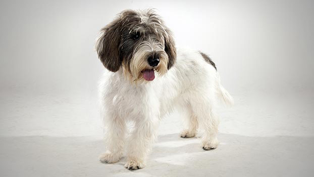 Pretty Petit Basset Griffon Vendeen - Dog Breed