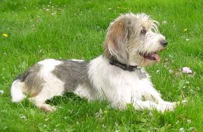 Cute Petit Basset Griffon Vendeen - Dog Breed