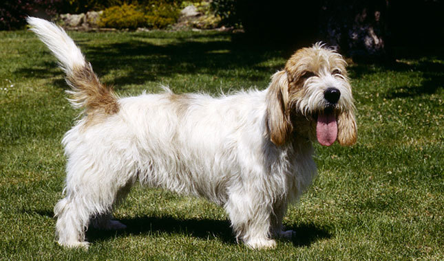 Petit Basset Griffon Vendeen - Dog Breed wallpaper