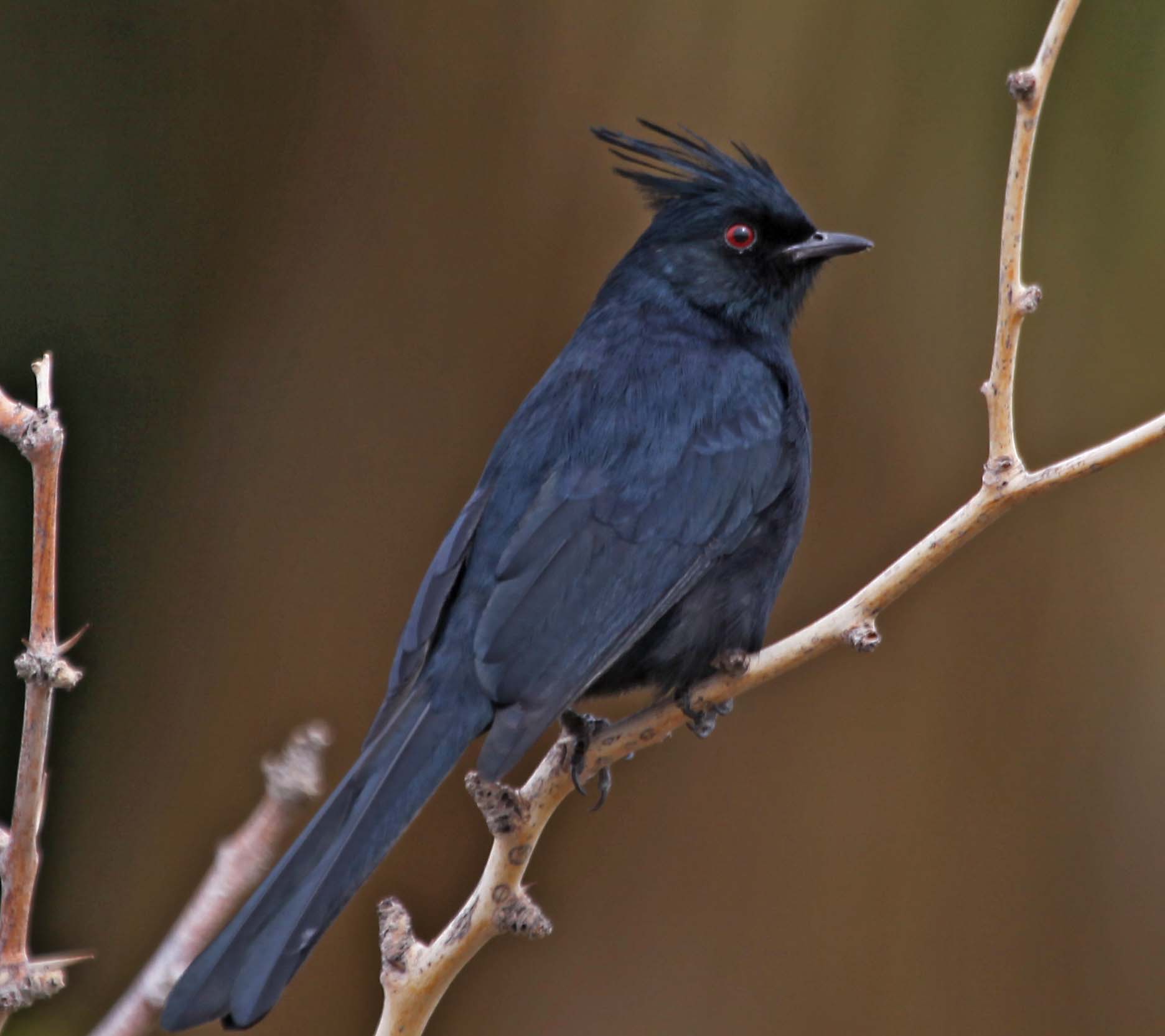 Phainopepla