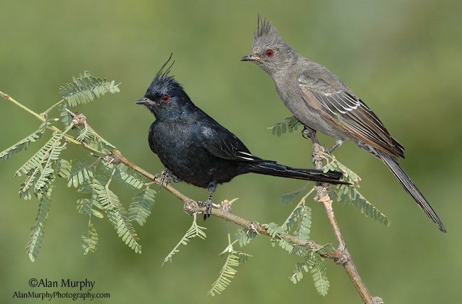 Pretty Phainopepla