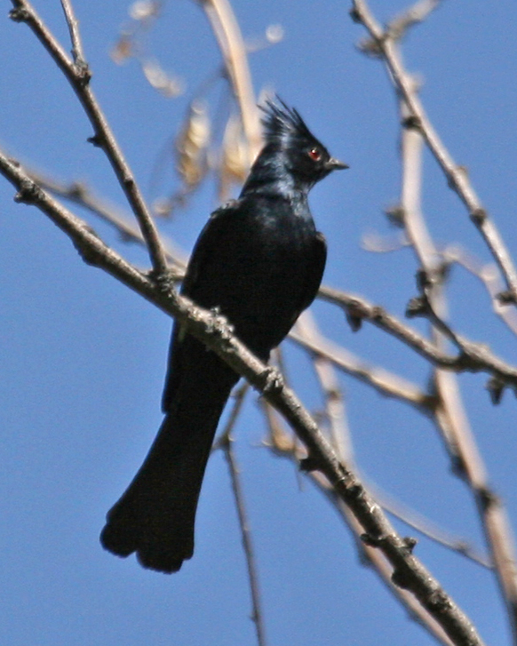 Pretty Phainopepla