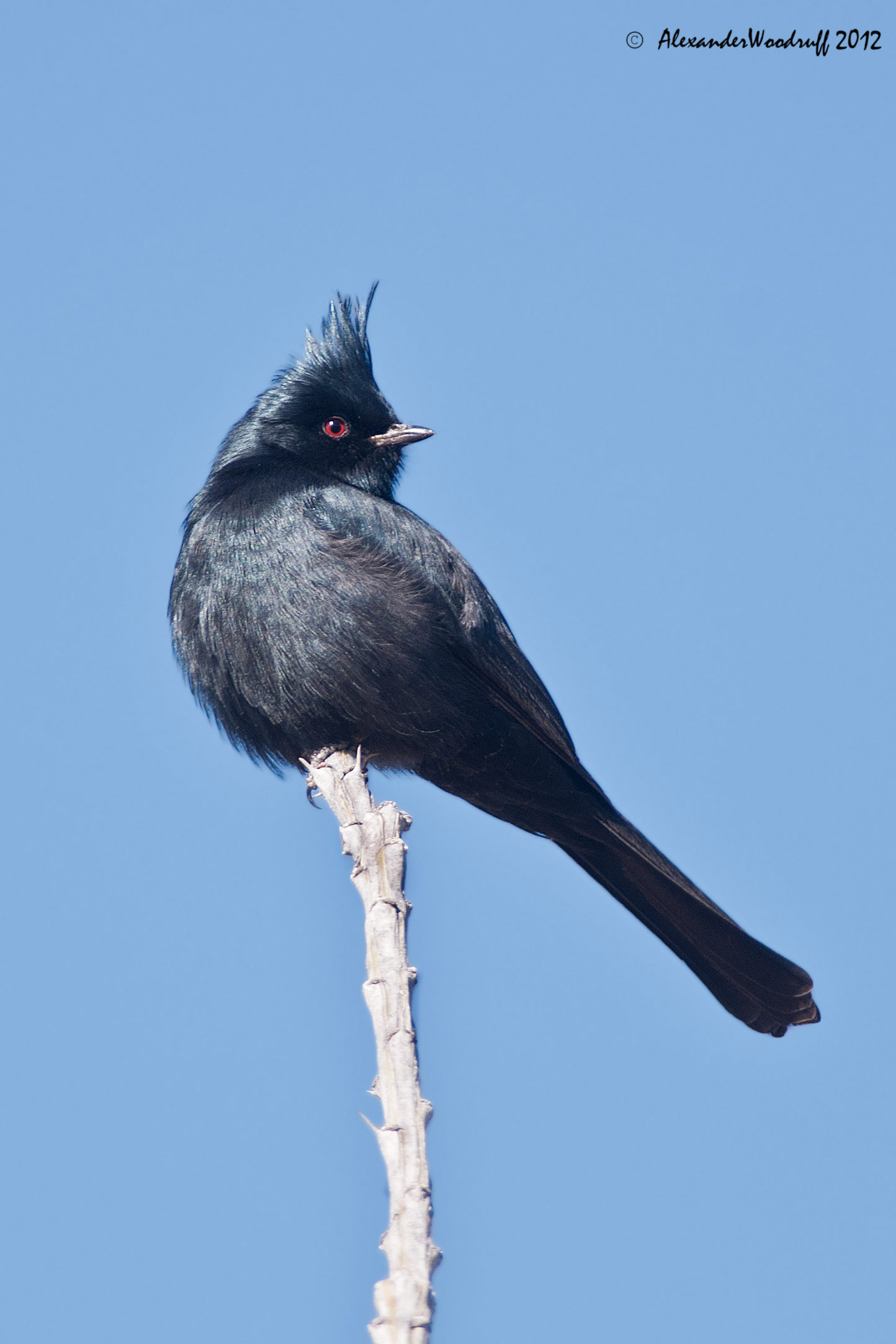 Pretty Phainopepla