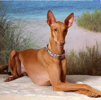 Nice Pharaoh Hound - Dog Breed
