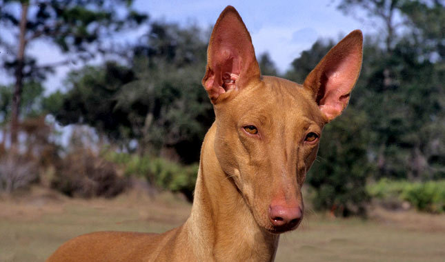 Cool Pharaoh Hound - Dog Breed