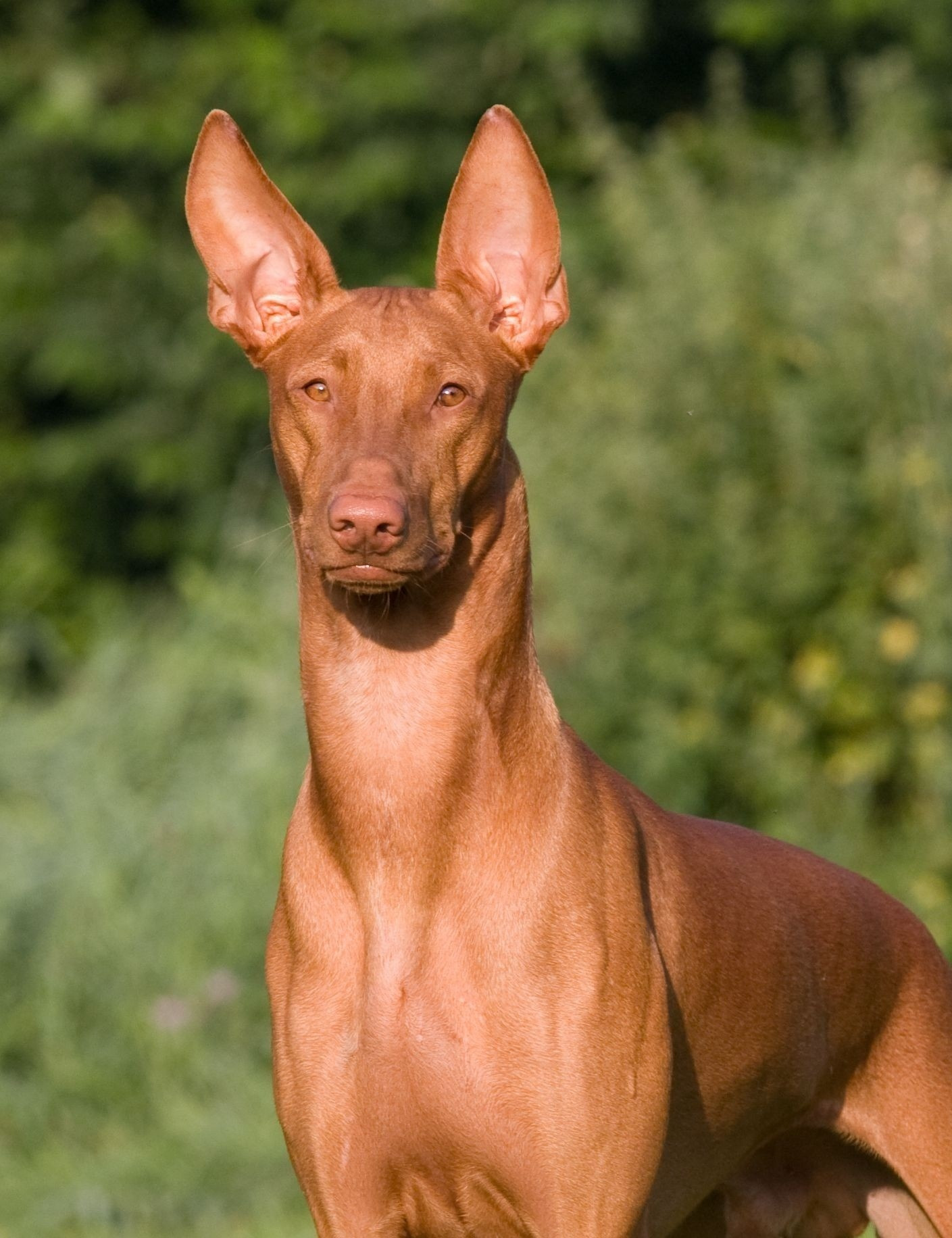 Cute Pharaoh Hound - Dog Breed
