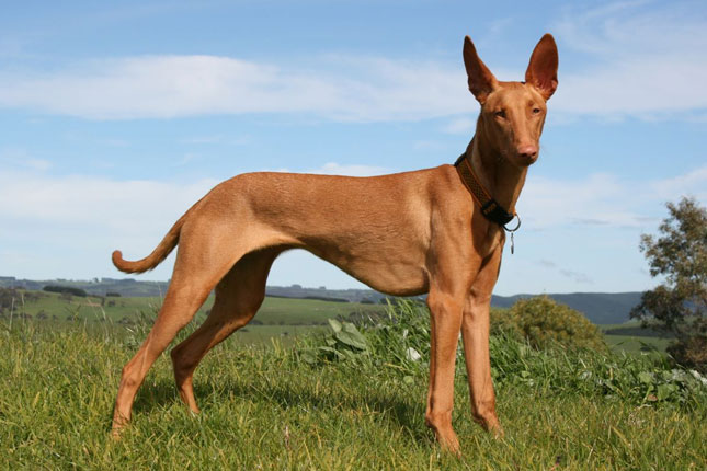 Wallpaper Pharaoh Hound - Dog Breed