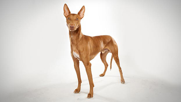 Photo Pharaoh Hound - Dog Breed