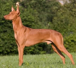 Pharaoh Hound - Dog Breed wallpaper